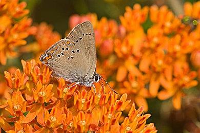 粉丝自制《血源》PSX降画质版明年登陆PC