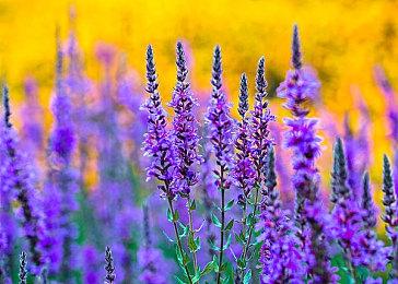 《羊蹄山之魂》新预告公布 女主的猎杀开始了